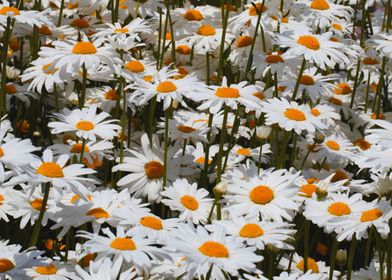 Field of Oxeye Daisies