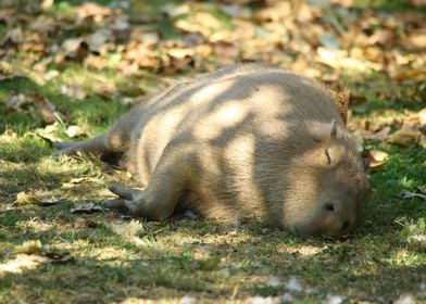 Cute Napping Capybara