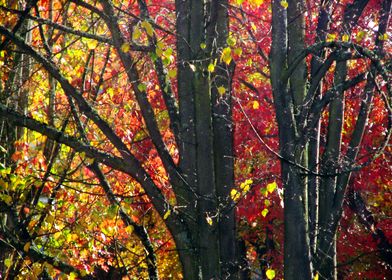 Autumn Tree Abstract 