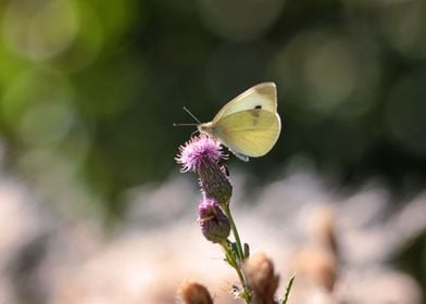 Small White