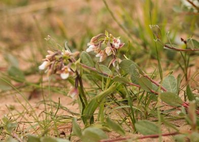 Marsh Helleborine