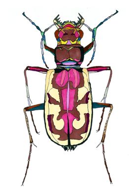 Cephalota beetle