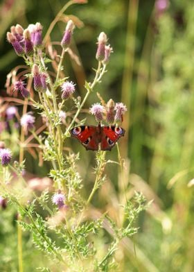 Peacock butterfly