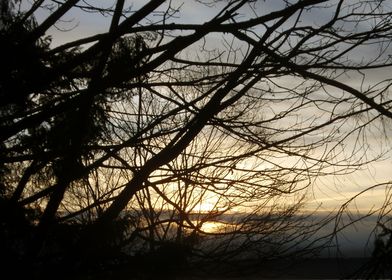 Branches at Sunset