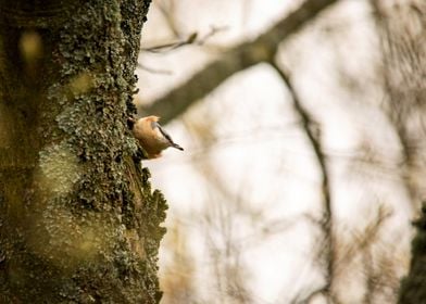 Nuthatch