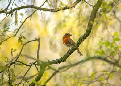 Beautiful Robin