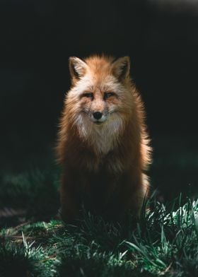 The Nightly Canadian Fox