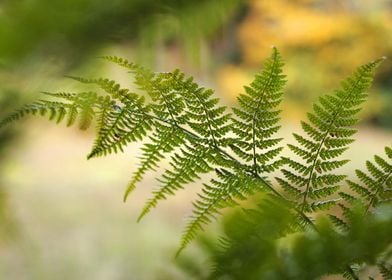 Fern