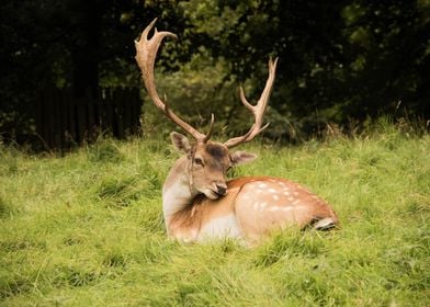 Fallow Deer