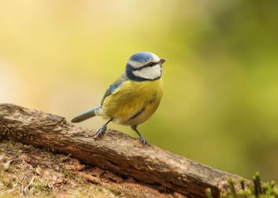 Blue Tit