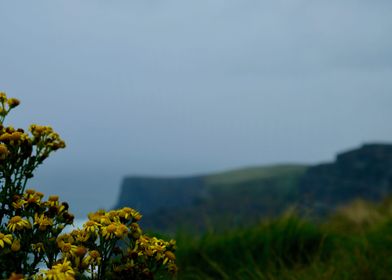 Flowers on the Cliffs