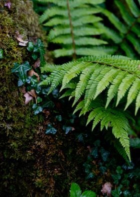 Ferns and Moss and Ivy