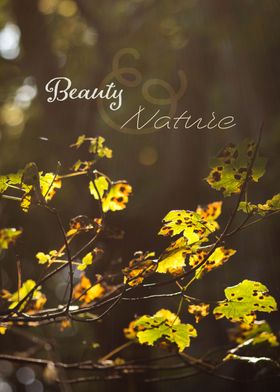 Beauty and Nature