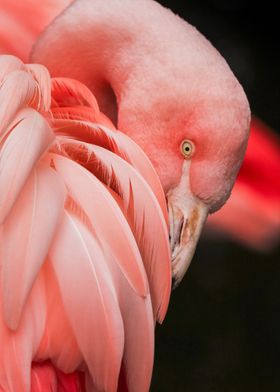 Pink birdie