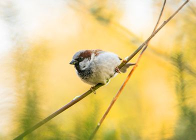 House Sparrow