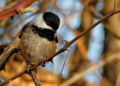 Cute Little Chickadee