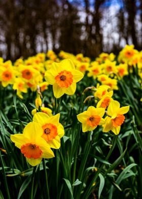 Vibrant Daffodils 