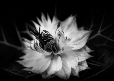Flower black and white