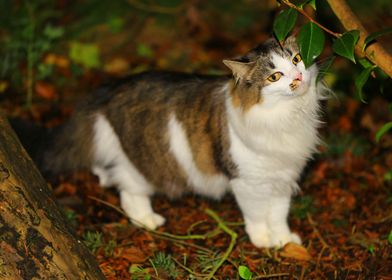 The Cat and the Camellia