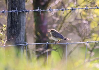 Willow Warbler