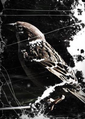 Faded sparrow