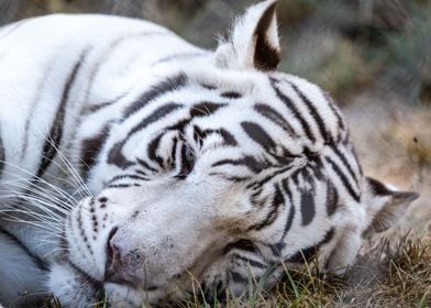 White Tiger