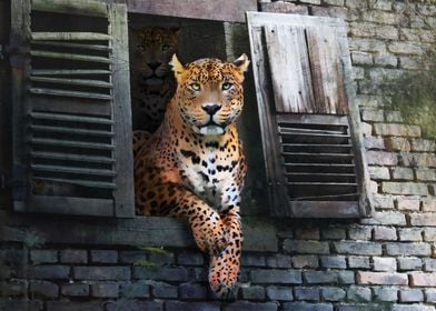 Leopard Hanging Out