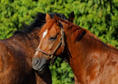 Two Red Horses in the Sun