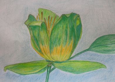 Tree Tulip Flower