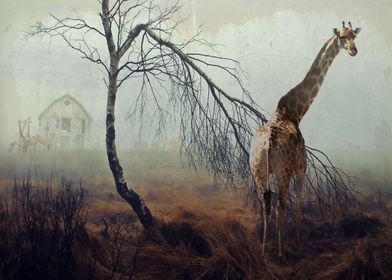 Giraffe Fogscape