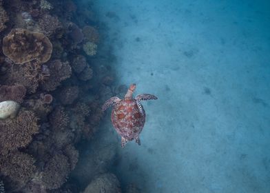 Green Sea Turtle on Reef