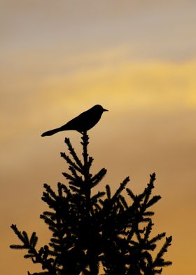 Tree Bird