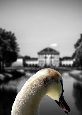 The swan of Nympfenburg