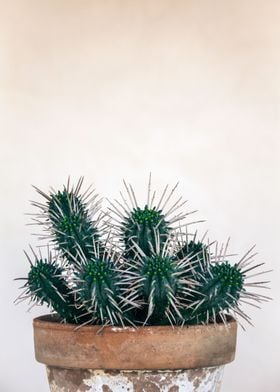 Cactus mediterranean