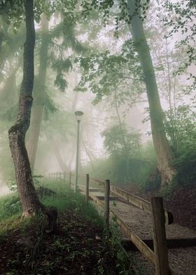 Forest Path Morning Mist 2
