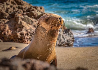 Meditating Seal