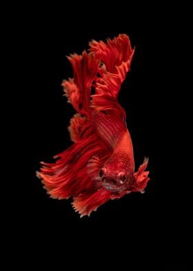 Fiery fish