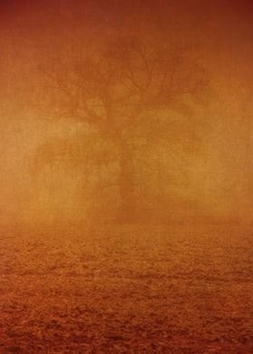 The Solitary Oak