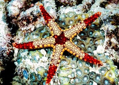 Ocean Starfish Inspiration