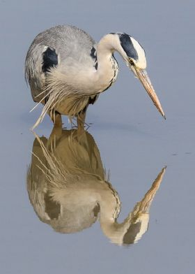 Grey Heron Reflection
