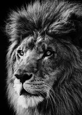 lion face black and white 