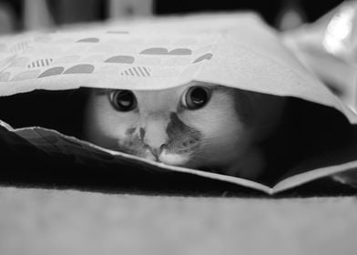 Hide and Seek Cat