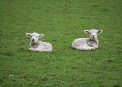 Twin lamb