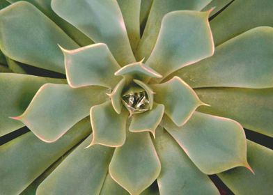 Cactus Portrait