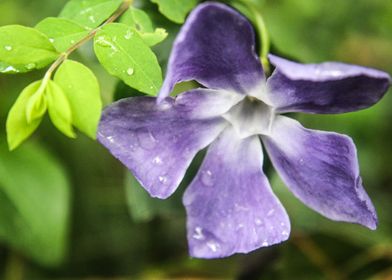 Dewy Purple Flower