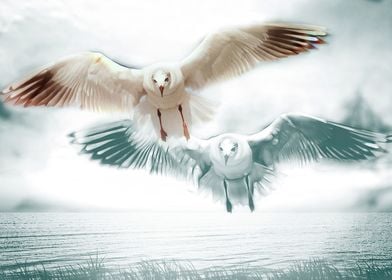Couple seagull 