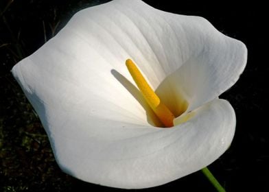Kala Flower