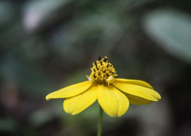 Single Yellow Flower Macro