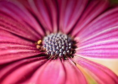 Detail of a Flower