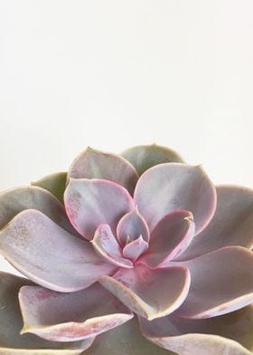 Purple Succulent